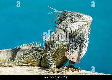 Nahaufnahme eines grünen Iguanas auf einer Mauer auf der Insel Sint Maarten (Saint Martin), Westindien. Karibische Tierwelt Stockfoto