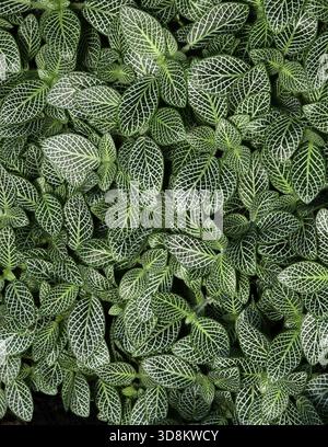 Nervenpflanze oder Mosaikpflanze, Fittonia albivenis, Acanthaceae. Tropisches Südamerika. Es ist eine beliebte Zimmerpflanze, die für ihr markantes Laub bekannt ist. Stockfoto