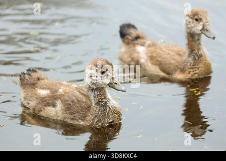 Zwei Alopochen aegyptiaca (ägyptische Gans) Küken schwimmen auf einem ruhigen Teich. Die sanften Reflektionen und warmen Töne fesseln die Unschuld der Tierwelt Stockfoto