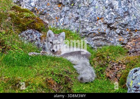 Polarfuchs / Polarfuchs (Vulpes lagopus) im Sommermantel vor Felsen auf Tundra mit Tarnfarben, Svalbard / Spitzbergen, Norwegen Stockfoto