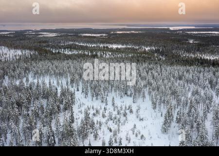 Blick aus der Vogelperspektive über schneebedeckte Fichtenbäume auf der Taiga bei Sonnenuntergang im Winter, Riisitunturi Nationalpark, Finnisch-Lappland, Posio, Koillismaa, Finnland Stockfoto