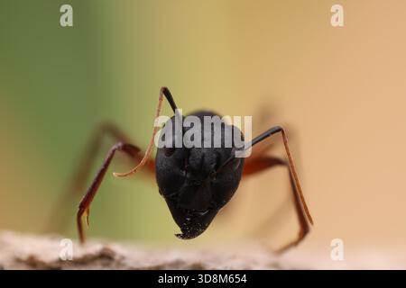 Makronaht einer schwarzen Ameise (Formicidae), die Kopf, Augen, Antennen und Unterkiefer im Detail zeigt Stockfoto