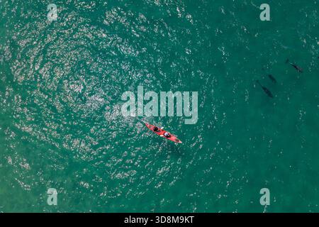 Aus der Vogelperspektive sehen Sie ein pulsierendes rotes Kajak, das durch das türkisfarbene Wasser gleitet, begleitet von verspielten Delfinen, Hahei, Waikato Region, Neuseeland. Stockfoto