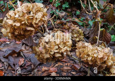Eine Gruppe getrockneter Hortensie-Blumenköpfe liegt auf einem Bett aus gefallenen Blättern und organischen Abfällen. Die Blumenköpfe weisen eine helle, gedämpfte beige Färbung auf. Stockfoto