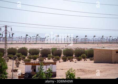 Stromleitungen durchqueren eine flache Wüstenebene, wo sich Reihen von Sträuchern und windgekrümmten Palmen zum Horizont hin erstrecken, mit kleinen Versorgungsgebäuden in Akro verstreut Stockfoto