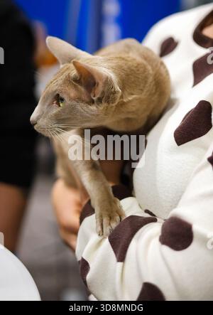 Elegante Orientalische Kurzhaarkatze In Der Hand Stockfoto