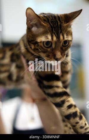 Nahaufnahme Porträt einer schönen bengalischen Katze mit auffälligen Markierungen Stockfoto