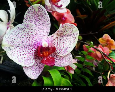Atemberaubende Nahaufnahme einer weißen Orchidee mit magentafarbenen Punkten und einem hellen roten Zentrum, die sich von einem üppigen tropischen Garten abhebt. Stockfoto