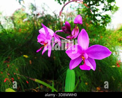 Leuchtend violette Orchideen blühen in einem üppigen Garten und fangen die zarte Schönheit und natürliche Gelassenheit des Frühlings ein. Stockfoto