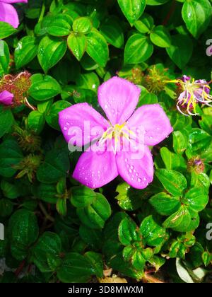 Leuchtend rosa Blüten mit Tau glitzern auf üppig grünem Laub und fangen die zarte Schönheit der Natur ein. Stockfoto