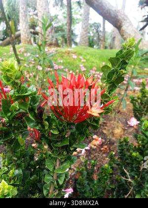 Eine markante rote Ixora-Blume strotzt in einem ruhigen Garten inmitten von grünem Laub. Stockfoto