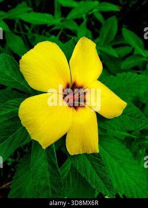 Nahaufnahme einer lebendigen gelben Hibiskusblüte mit einem auffälligen tiefroten Zentrum, umgeben von sattem grünem Laub, die natürliche Schönheit und... Stockfoto