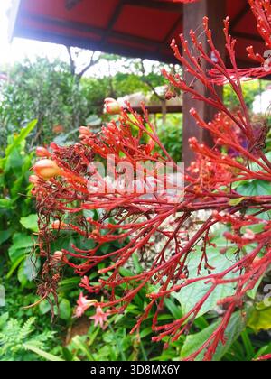 Bei einer Nahaufnahme wird ein atemberaubender roter Blumenzweig mit zarten Blüten in üppigem Grün aufgenommen. Stockfoto