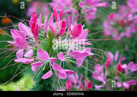 Eine Biene erforscht die leuchtenden rosa Blüten und zarten Staubblätter eines blühenden Hoja de Ángel in einem sonnigen Garten und fängt die komplizierten Details der Natur ein. Stockfoto