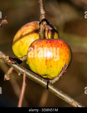 Nahaufnahme von Krabbenäpfeln (Malus sylvestris) in der späten Herbstsonne, November, West Lothian, Schottland Stockfoto