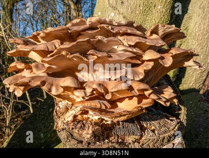 Austernpilz (Pleurotus ostreatus) wächst aus einem Baum, Dezember, West Lothian Schottland. Stockfoto