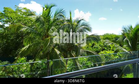 Ein Balkon mit Blick auf einen üppigen Palmenwald (Arecaceae), mit sonnendurchfluteten Fronten, die eine ruhige tropische Atmosphäre schaffen. Stockfoto