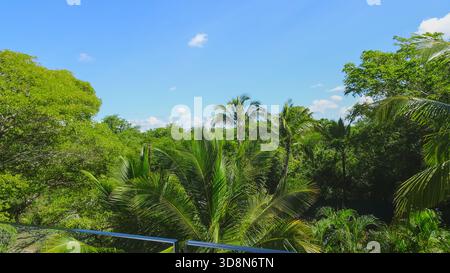 Ein Balkon mit Blick auf einen üppigen Palmenwald (Arecaceae), mit sonnendurchfluteten Fronten, die eine ruhige tropische Atmosphäre schaffen. Stockfoto