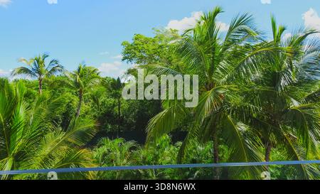Ein Balkon mit Blick auf einen üppigen Palmenwald (Arecaceae), mit sonnendurchfluteten Fronten, die eine ruhige tropische Atmosphäre schaffen. Stockfoto