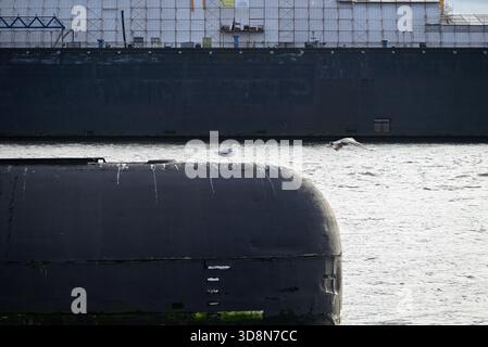 Russisches U-Boot im Hamburger Hafen. Altes russisches U-Boot mit Möwen im Hamburger Hafen. Landungsbrücken. Stockfoto