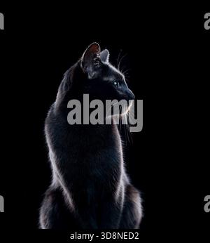 Seitenprofil einer schwarzen Katze auf schwarzem Hintergrund Stockfoto