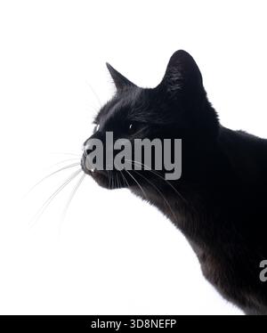 Seitenprofil einer schwarzen Katze auf weißem Hintergrund Stockfoto