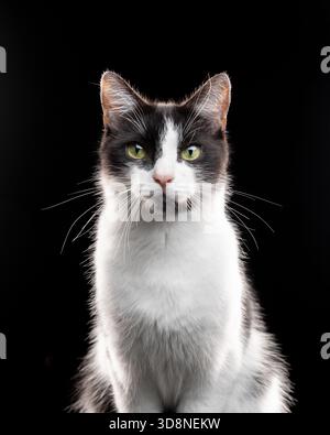 Porträt einer Tuxedo Cat, die in die Kamera schaut Stockfoto