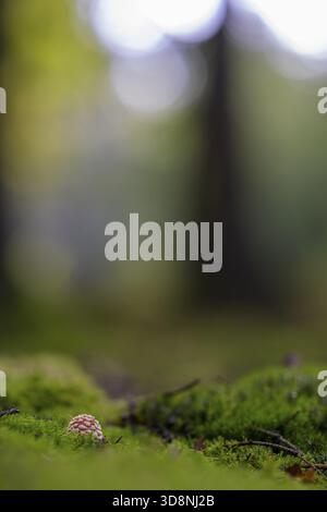 Einzelkrötenhocker (Amanita muscaria) auf moosigem Boden vor einer verschwommenen Waldkulisse Stockfoto