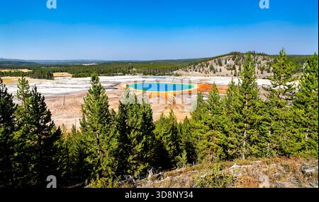 Grand Prismatic Spring zeigt Regenbogenfarben von Overlook im Yellowstone National Park Wyoming. Die Thermalquelle verfügt über blaue Mittelmatten und orangefarbene Mikrobenmatten, die von grünen Kiefernwäldern umgeben sind Stockfoto