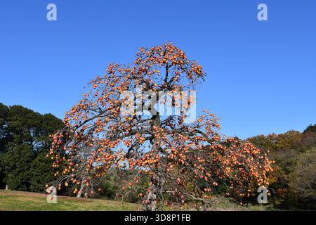 Ein einsamer, alter Persimmonbaum auf einer Waldlichtung. Stockfoto