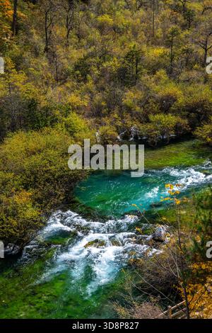 Kristallklarer, türkisfarbener Bach, der durch üppige Alpenwälder im Jiuzhaigou-Tal in Sichuan, China fließt. Stockfoto