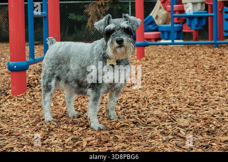 Ein kleiner Schnauzer Hund vor einem Spielplatz. Nahaufnahme eines Miniaturschnauzers. Stockfoto