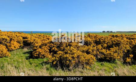 Nahaufnahme von hellgelben Ginsterblüten in voller Frühlingsblüte Stockfoto