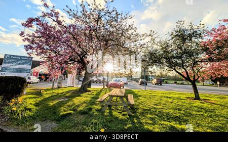 Zweifarbiger Kirschbaum in voller Blüte – rosafarbenes und weißes Baldachin über einer Frühlingswiese in Perthshire. Pure Magie Stockfoto