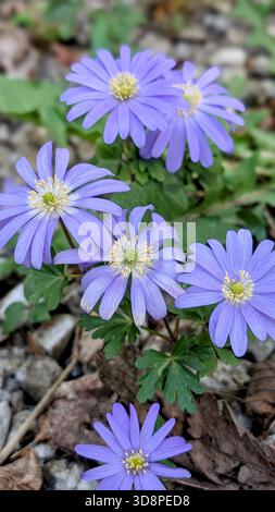 Die zarte Schönheit der Balkananemonen (Anemone blanda), die im sanften Frühlingslicht leuchten – eines der ersten Frühlingsflüsterungen im Garten Stockfoto