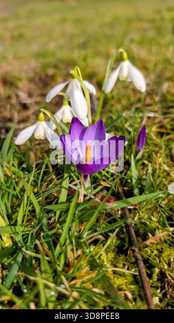 Schneeglöckchen und Krokusse tanzen gemeinsam auf den Feldern von Blairgowrie Stockfoto