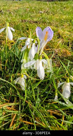 Schneeglöckchen und Krokusse tanzen gemeinsam auf den Feldern von Blairgowrie Stockfoto
