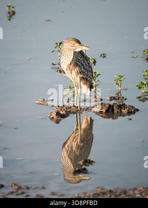 Ein schwarz gekrönter Nachtreiher, der in einem Billabong steht Stockfoto