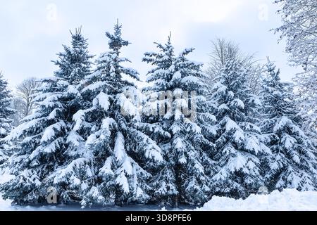 Wunderschöne Winterlandschaft mit schneebedeckten Tannen und gefrorener Waldszene. Zauberhafte Winterlandschaft mit gefrorenen, schneebedeckten Tannen Stockfoto