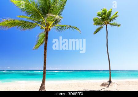 Perfekter weißer Sandstrand mit Kokospalmen und türkisfarbenem Wasser in Punta Cana, Dominikanische Republik. Sommerurlaub Strandkonzept. Stockfoto