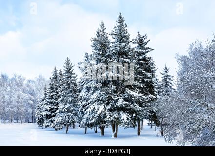 Sonniger Wintertag im Wald mit schneebedeckten Tannen. Landschaft mit schneebedeckten Winterwaldbäumen. Stockfoto