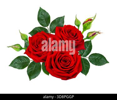 Schöne rote Rosenblüten mit grünen Blättern auf weißem Hintergrund. Stockfoto