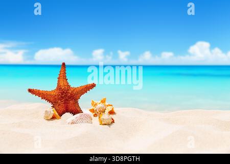 Muscheln und Seesterne am weißen Sandstrand mit türkisfarbenem Wasser. Sommerstrand mit Meerfischen und Muscheln Stockfoto