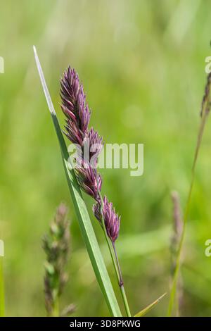 Dactylis glomerata zeichnet sich durch seine markanten violetten Spikeletthaufen aus, die sich an einem warmen sonnigen Tag auf einer üppigen Wiese anmutig in der sanften Brise bewegen. Stockfoto