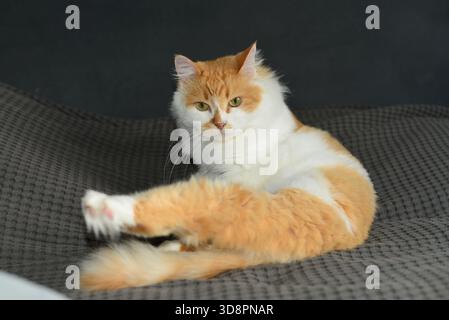 Ingwer und White Cat Stockfoto