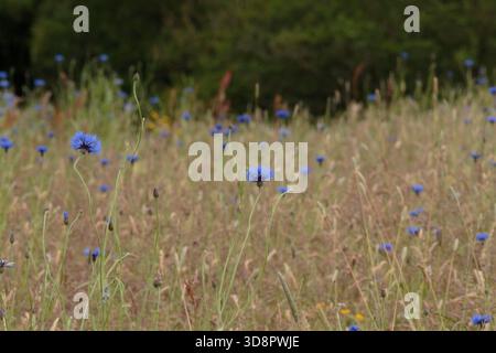 Wildblumenwiese Stockfoto
