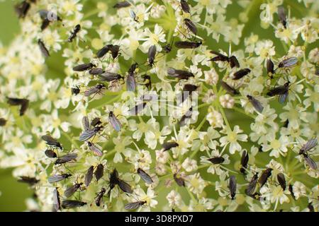 Fliegen Sie Schwarm auf Hogweed. Stockfoto