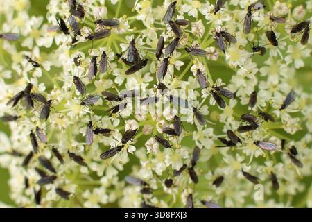 Fliegen Sie Schwarm auf Hogweed. Stockfoto