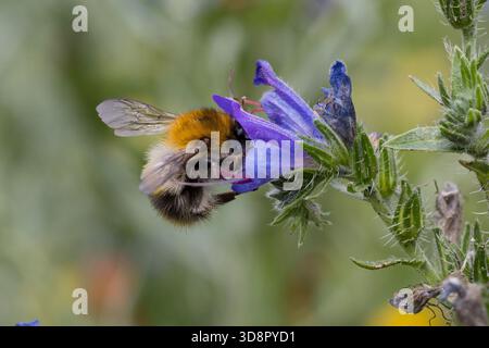 Ackerhummel, Acker-Hummel, Hummel, Weibchen, Blütenbesuch an Natternkopf, Natternzunge, Echium vulgare, Bombus pascuorum, Bombus agrorum, Megabombus p Stockfoto