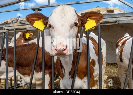 Wadenkopf-Optik, ein weißer Igluhstall aus Plastik, große ungeschriebene, leerstehende Tieretiketten Stockfoto